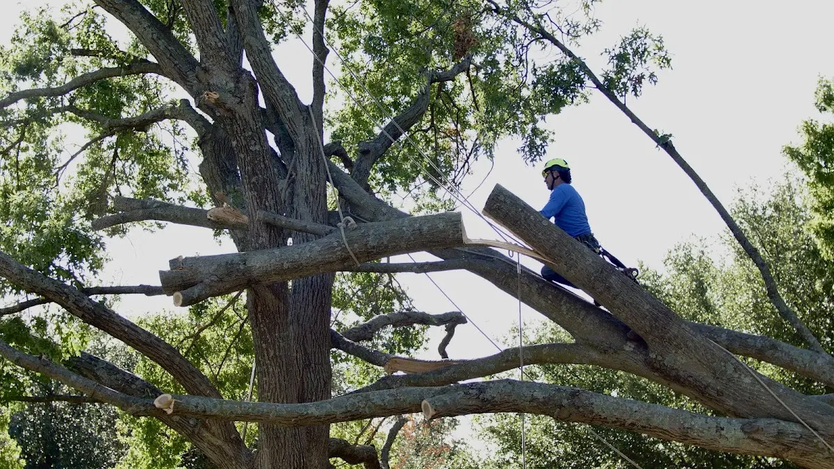 Professional Crown Thinning performed by certified arborists in Greenwell Springs