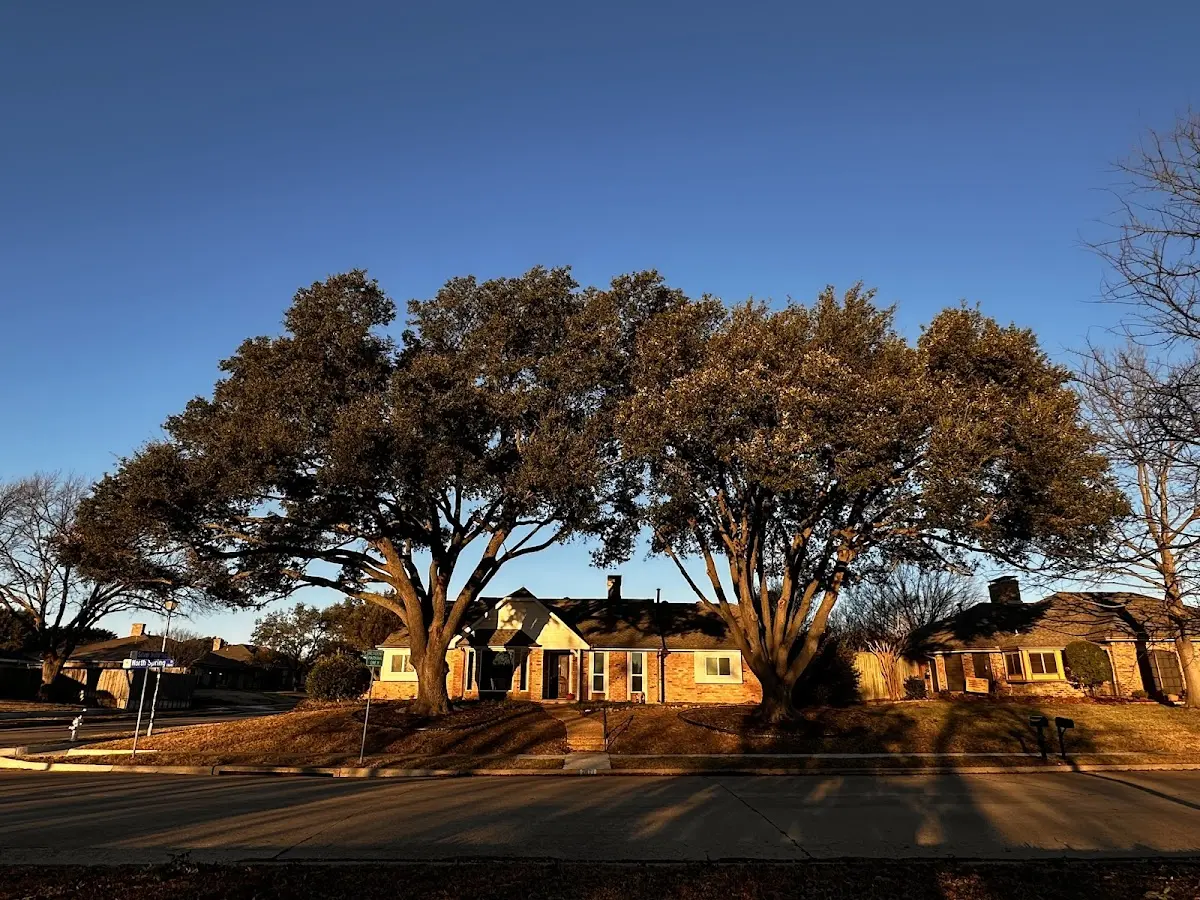 Established residential canopy tree shading a home in Greenwell Springs